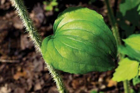 Medicinal Uses of Sarsaparilla